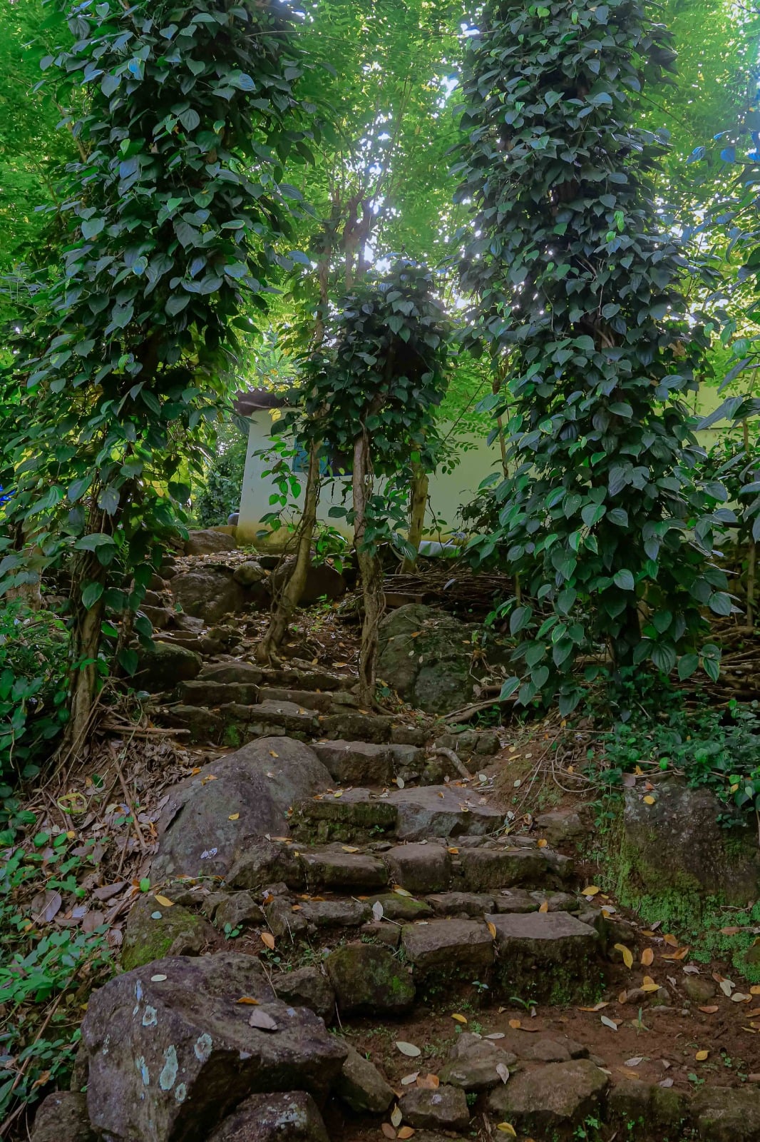 Stone pathway through lush greenery at Lakegala Farms