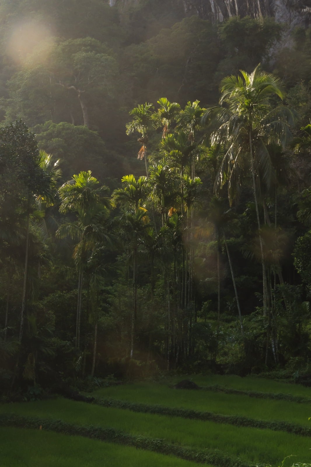 Palm trees and rice fields